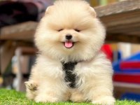 Safkan Pomeranian Boo Bebekler