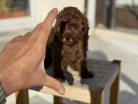 Petmode köpek çiftliğinden tea cup kore poodle