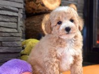 Teddy surat Kore kan Maltipoo yavrularımız