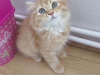 Küçük scottish fold minnaklar