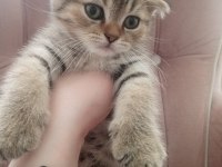 2 aylık scottish fold erkek