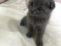 Scottish fold blue point