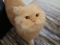 Kedimiz behlül yakışıklı beylümüz