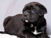 %100 orjinal cane corso yavrular kredi kartı geçerlidir