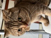 Scottish fold Dişi kedimizi çiftleştirme