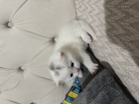 19.04.2025 doğumlu scottish fold kediler