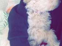 4 aylık maltipoo sahiplendirilecektir