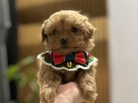 Özel seri kore maltipoo