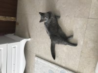 Sevgi Dolu Kedimiz Yuvasını Arıyor
