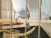 Yavru muhabbet kuşu