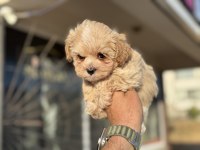 Show kalite tea cup kore maltipoo yavrularmız
