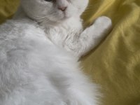 1 yaşında kısırlaştırılmış erkek british shorthair