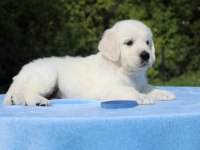 Golden Retriever Adrese Teslim Kapıda Ödeme Yapabilirsiniz