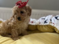 Güzel bebeğimiz Maltipoo