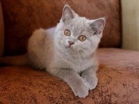 FAWN LİLAC BRITISH SHORTHAIR YAVRU ARAYANLARA SON YAVRULAR