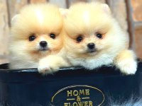 Ayı Surat pomeranian boo