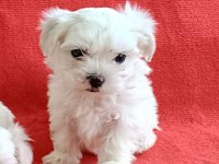 Maltese yavru köpeklerimiz