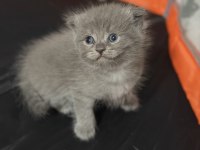 Minik scottish fold yavrulara yeni yuva