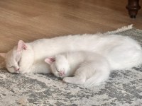 British Shorthair Ücretsiz