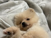 Pomeranian Boo
