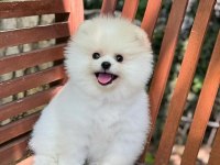 Pomeranian Bella