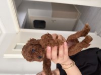 TOY POODLE EV ORTAMINDAN