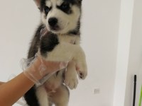 HUSKY SİBİRYA YAVRULARI