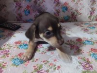 Mersin özel yavru köpekler