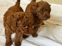 Toy Poodle Kore Kan Yavrular Kg Garantili