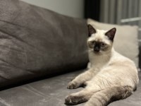 Kendini sevdiren sıcak kanlı beyaz Scottish fold