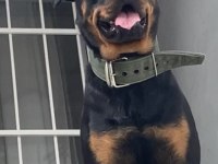 1.5 Yaşındaki Kızıma Erkek Eş Arıyorum Rottweiler