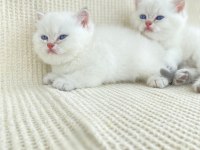 Ny1133 Erkek yavru british shorthair