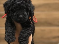 Siyah Renk Poodle Yavrularımız