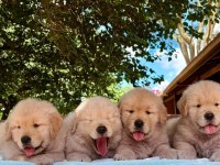 Golden Retriever Yavruları Istanbul     
