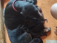 Von dadashov soylu doberman bebekler