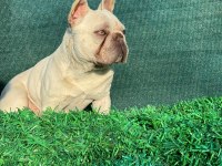 Eğitimli Aşılı Yetişkin French Bulldog
