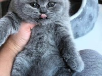 Kaliteli british shorthair sağlıklı yavrular
