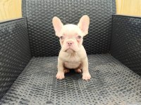 French bulldog yavrularımıza yuva arıyoruz