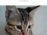 Ücretsiz sahiplendirme kedimiz (Lütfen açıklamayı okuyunuz)