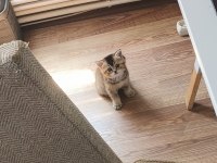 British Shorthair Gold NY25