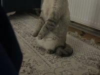 Bir Ömürlük Yuva Arıyor 1 Yaşında British Shorthair