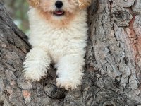 Maltipoo Yavrumuz
