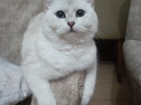 Dişi pamuk scottish straight bebeğim