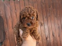 Dark brown kore teacup yavrular