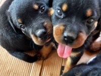 Koca Kafa Rottweiler Yavruları