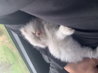 Scottish fold longhair dünya tatlısı hediye niyetine