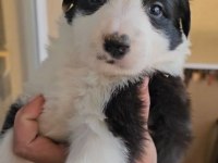 Standart Özel Renk Kızıl Her Renk Border Collie Bebekler