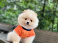 Pomeranian boo yavrumuza yuva arıyoruz