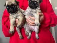 BAKIMLI PUG YAVRULAR