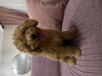 Sevimli dişi toy poodle